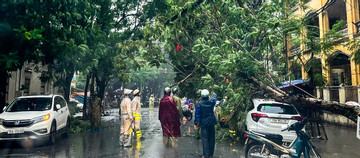 Typhoon Prapiroon topples trees and disrupts traffic in Hai Phong