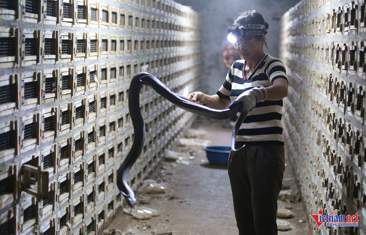 cobra egg NhiTien.jpeg