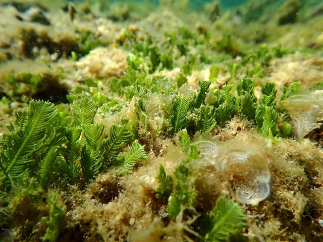 Promising potential for using seaweed to treat Alzheimer's