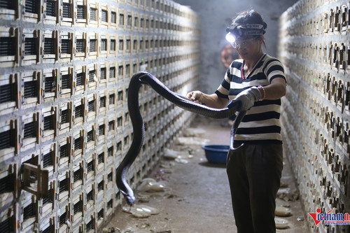 Vinh Phuc residents earn VND75 billion a year from breeding cobras