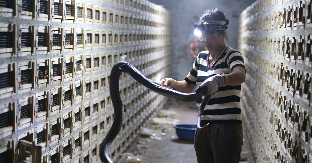 Cobra Impossible Breeding photo