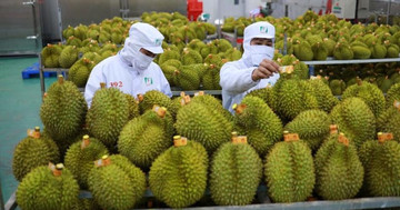 Thailand becomes top growth market for Vietnamese fruits and vegetables