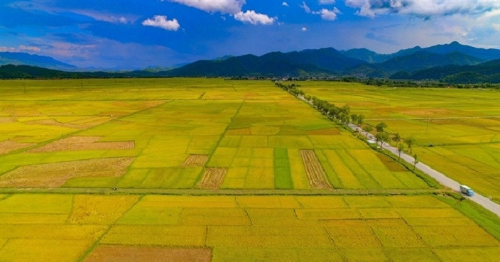 Heavy rains damage rice crop in Mekong Delta