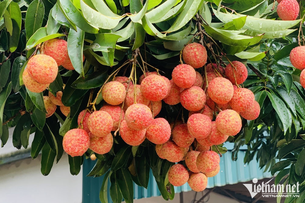 Despite crop failure, Bac Giang litchi farmers pocket big money