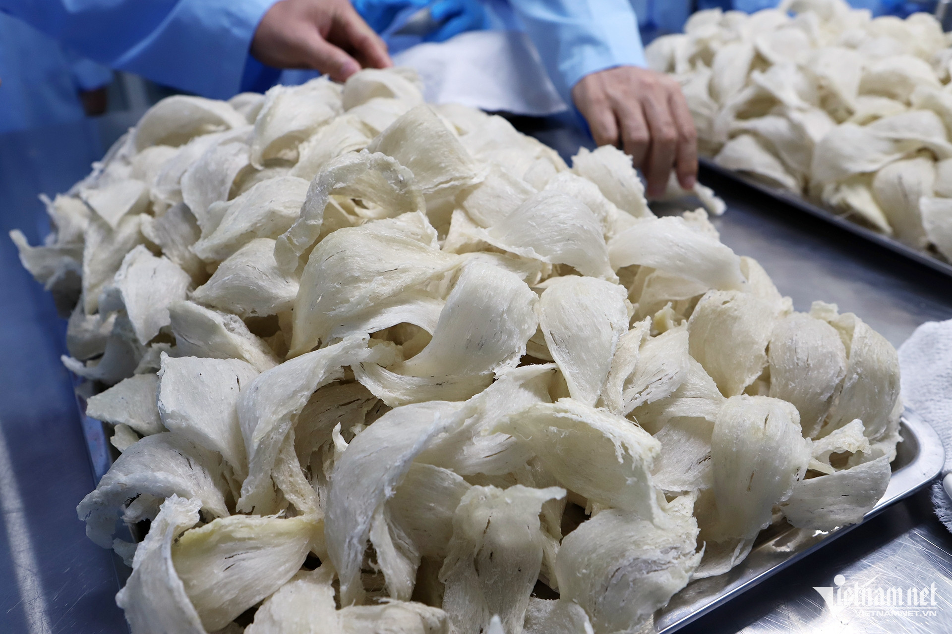 W-Yen sao Khanh Hoa 2.jpg