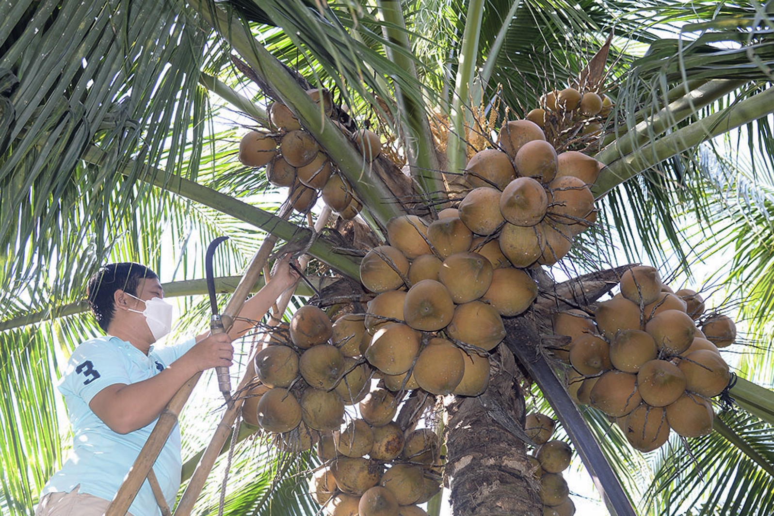 VN's coconut receive permission to enter China, Thai exporters fear competition