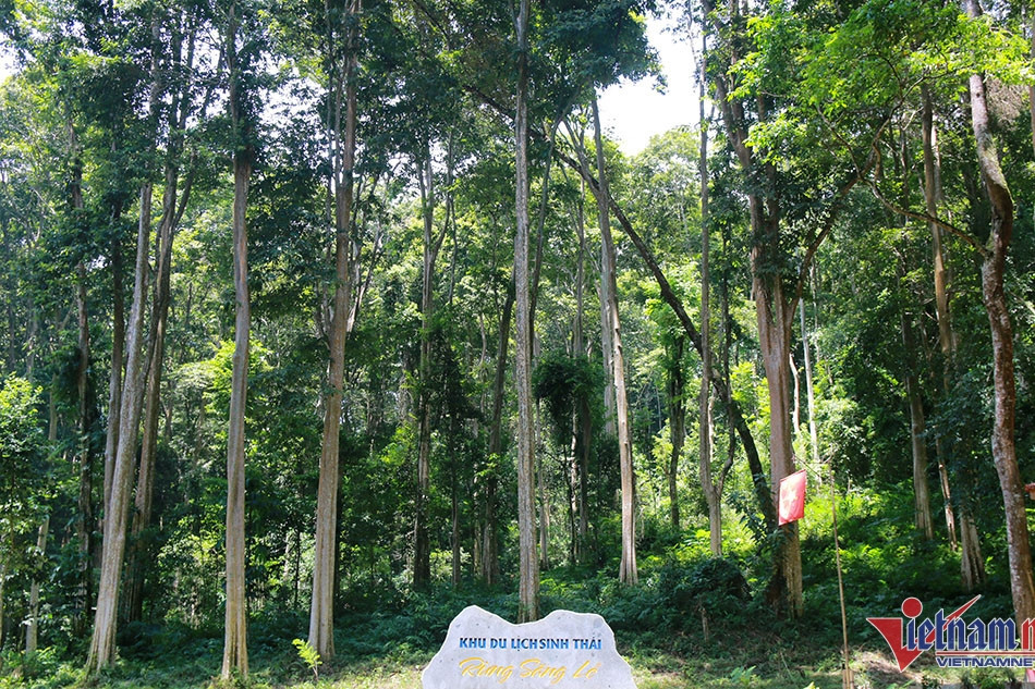 Forest carbon trading nets Vietnam $51.5 million