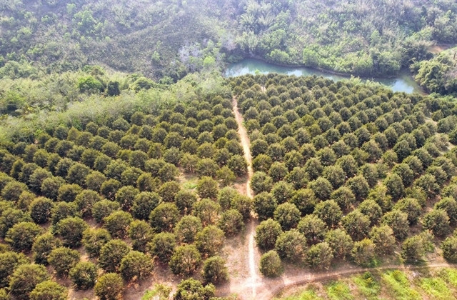 Durian exports earn more than $1 billion in just two months