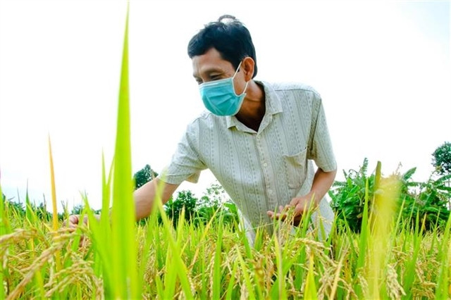 Circular agriculture a game changer for rice industry