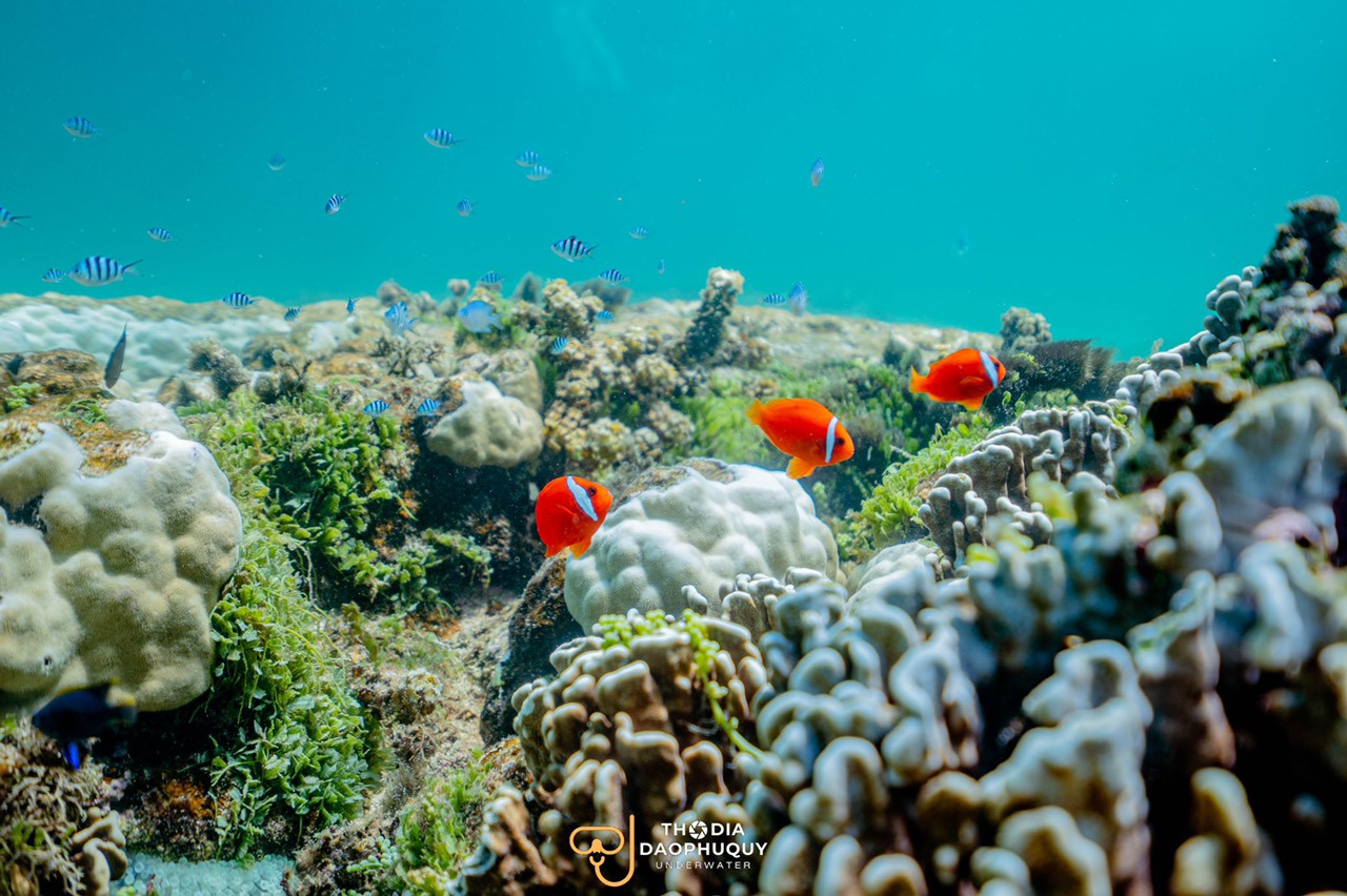 chup hinh o Phu Quy 9.jpg