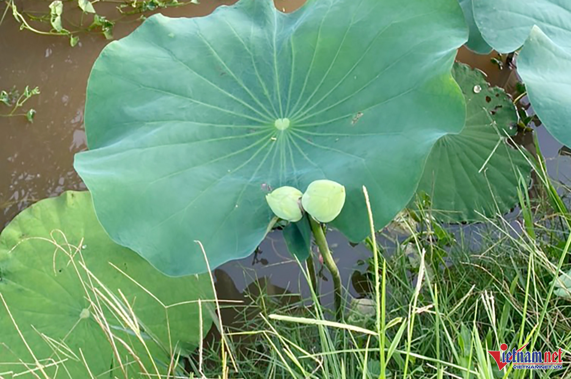 W-Tinh den quan am 2.jpg