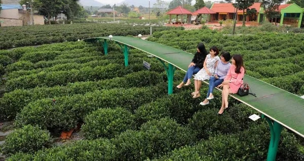 Tan Cuong tea cultivation a living heritage
