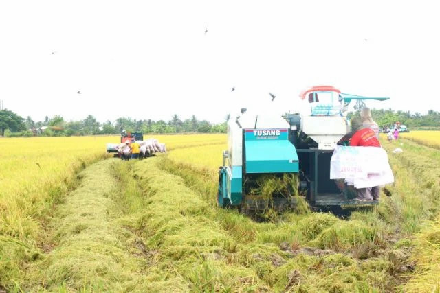 Low-emission rice project's pilot model in Mekong Delta yielded positive results