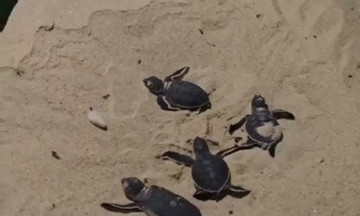 Rare sea turtles hatch in central Vietnam