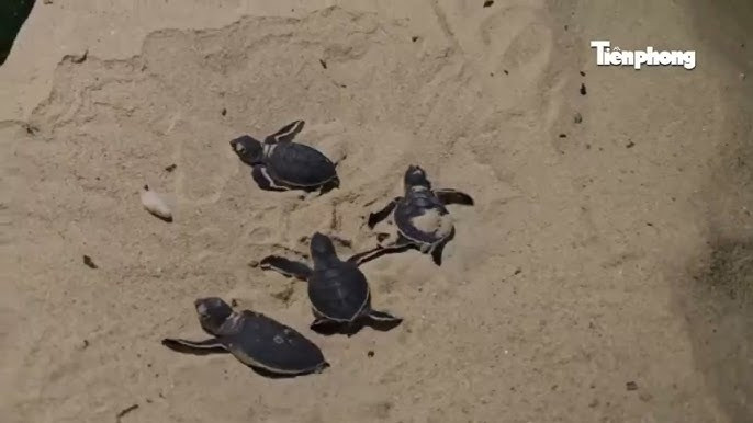 rare sea turtles hatch in central vietnam picture 1