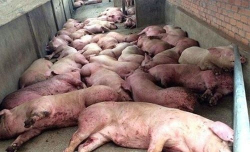 First cases of African swine fever found at pig farms in Da Nang