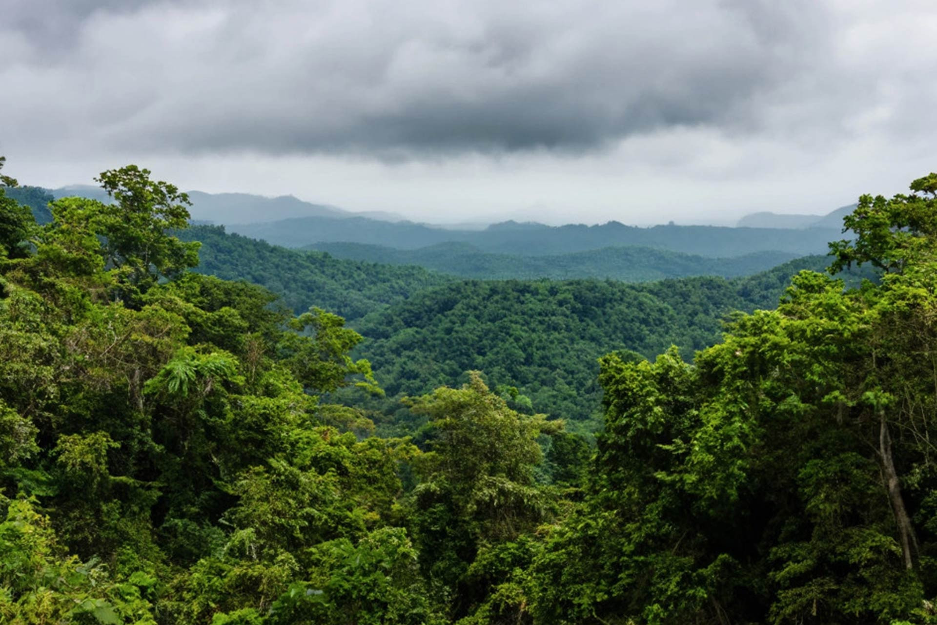 Customers seek to buy VN’s forest carbon credits, but sales are unavailable