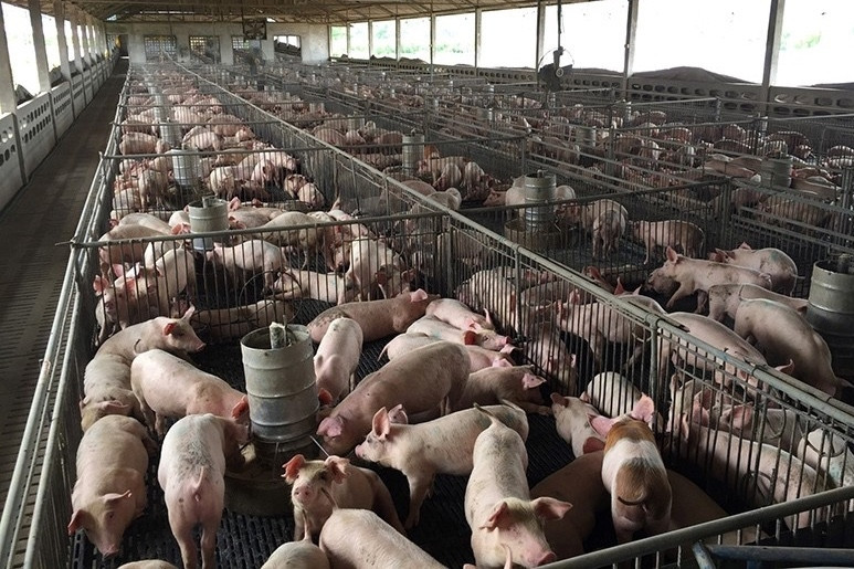 Pig prices soar, livestock companies earn huge profits