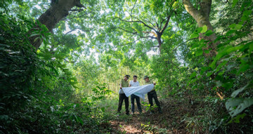 Villagers in Phu Tho take turns guarding centuries-old lim trees in the forest