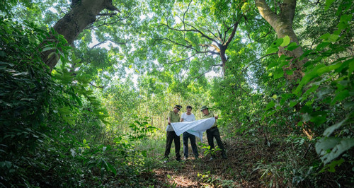 Villagers in Phu Tho take turns guarding centuries-old lim trees in the forest