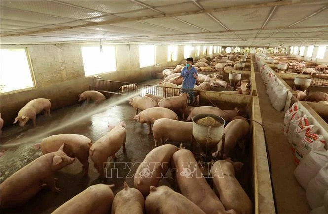 Vietnam aims for 1.5 billion USD target from livestock exports