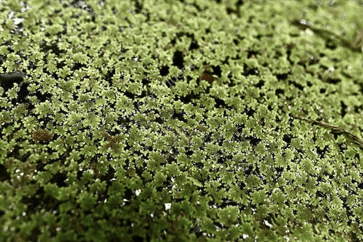 Super-organism could help reduce greenhouse gas emissions: scientists