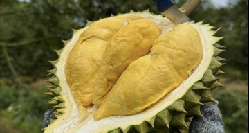 VN signs protocols to export frozen durian, fresh coconut & crocodiles to China