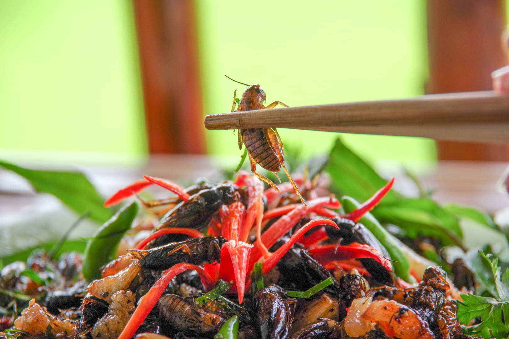 An Giang specialty: crickets more expensive than meat