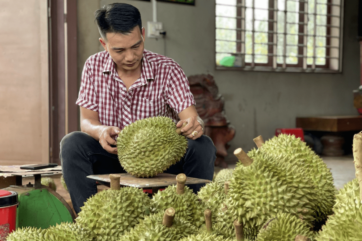 China lacks durian growing areas, VN’s exports reach record high