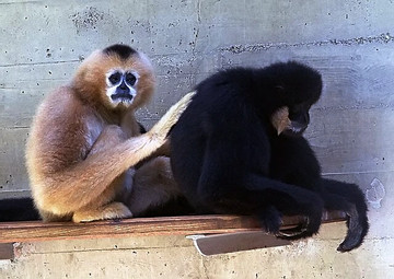 Over 6 billion VND to spend for Siki gibbon conservation in Quang Binh