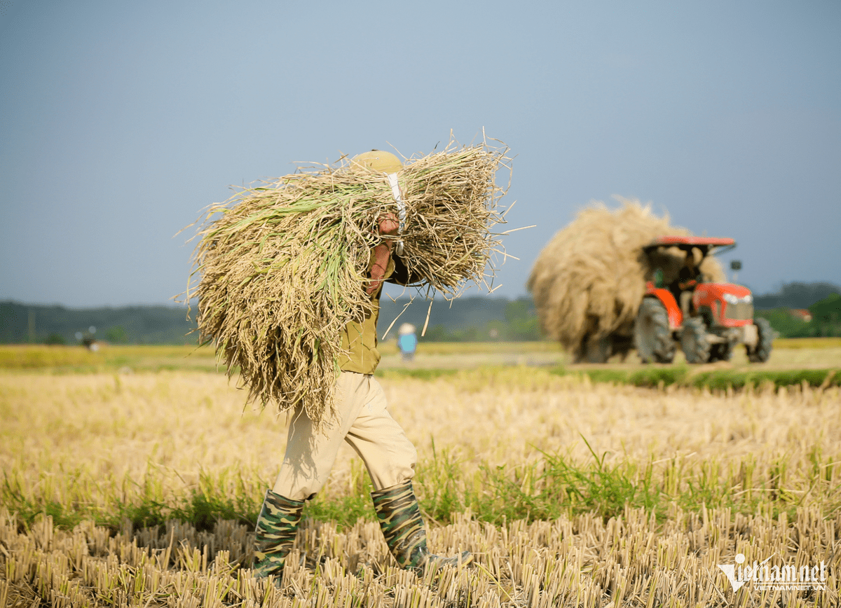 gia cabon HoHai (1).png