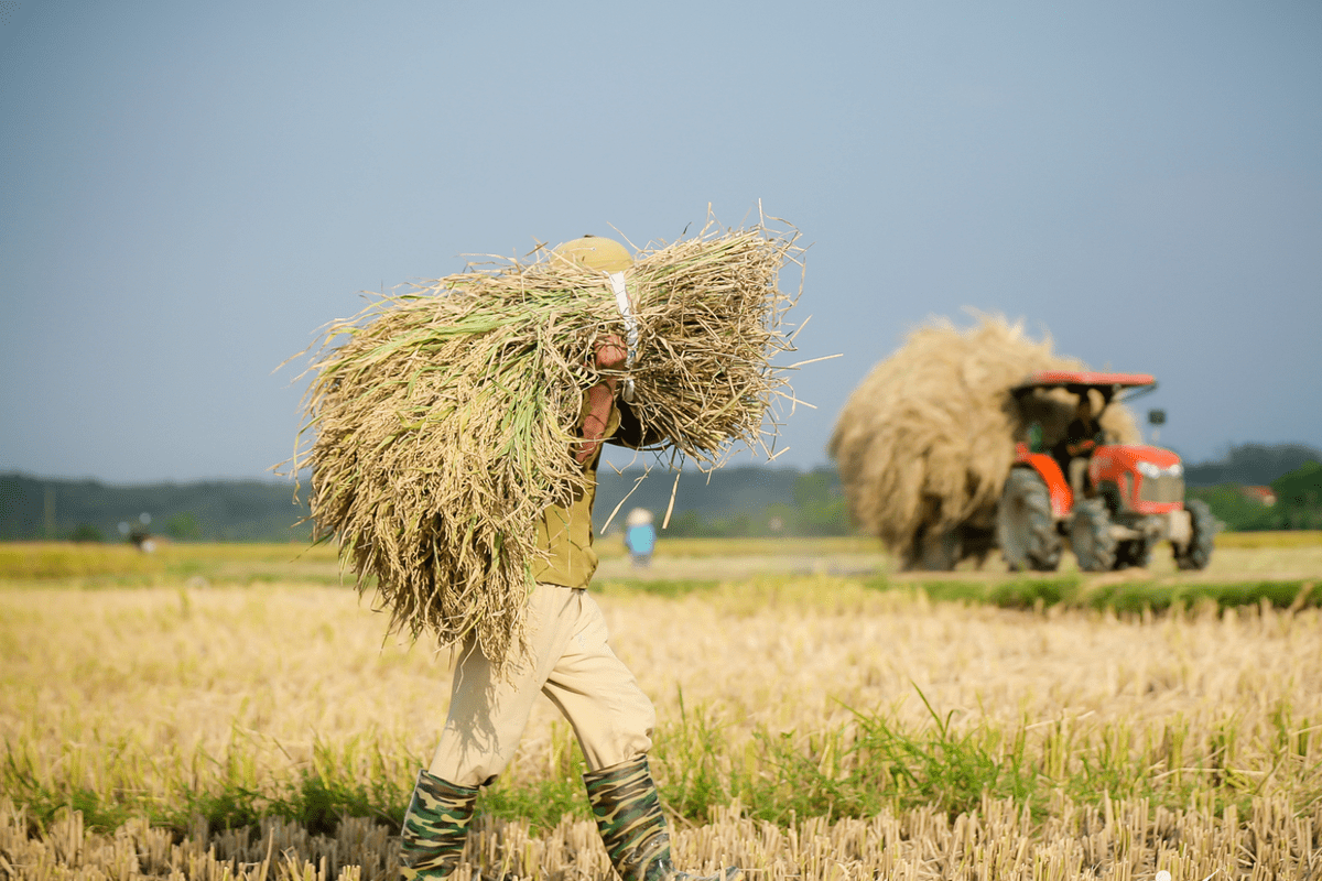 Vietnam to sell 5 million more carbon credits in 2024-2025 period