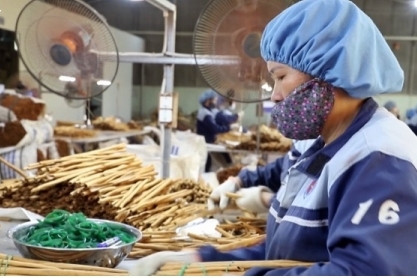 Asia represents Vietnam’s largest cinnamon import market