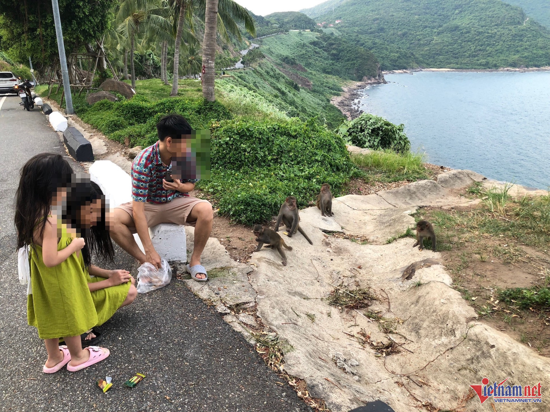 W-khỉ sơn trà_1.jpg