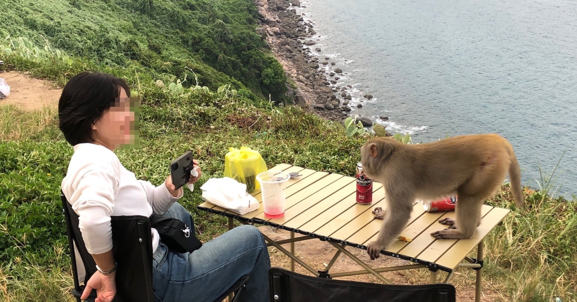 Da Nang faces monkey menace: Aggressive behavior on Son Tra roads