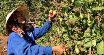 Vietnam faces $2.3 billion cashew import costs amid durian boom