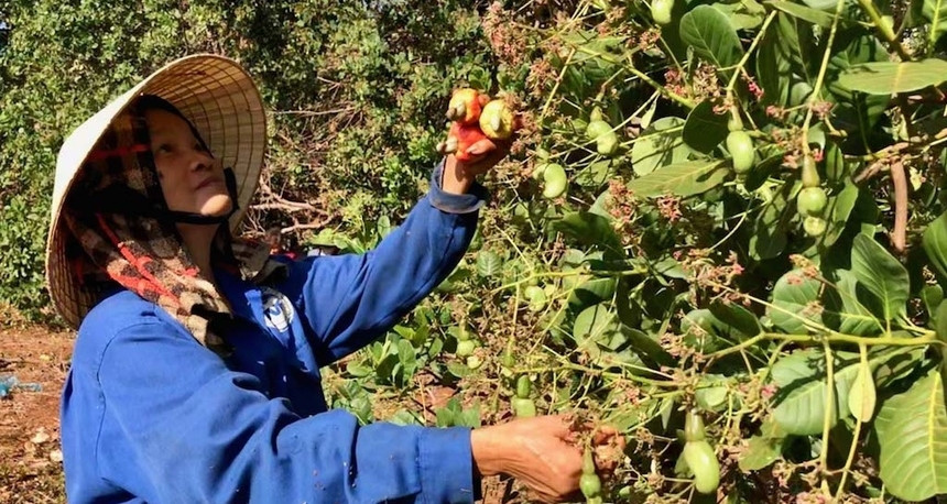 Vietnam faces $2.3 billion cashew import costs amid durian boom