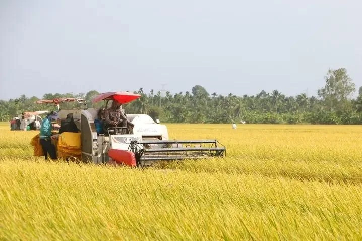 Vietnam's rice export prices now highest worldwide