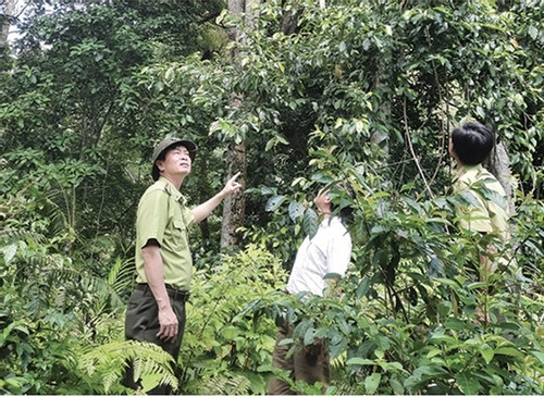 Pa Ko, Van Kieu people join hands to preserve forests in Quang Tri