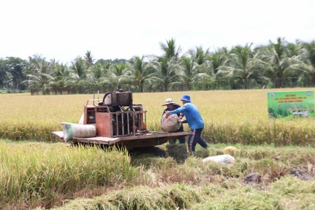 Experts discuss low-emissions rice project