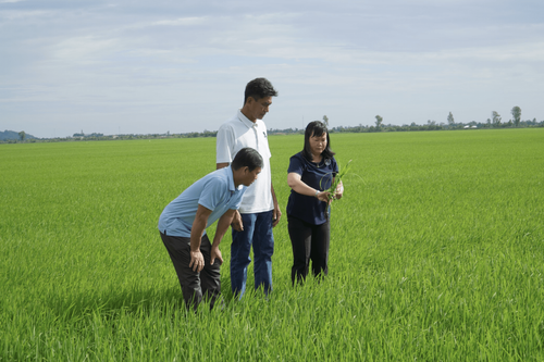 Low-emission rice farming brings higher profits, cash bonuses