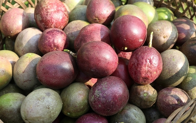 Vietnam’s passion fruits close to entering US market
