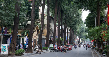 Unique 120-year-old black star trees grace Hanoi's Lo Duc Street