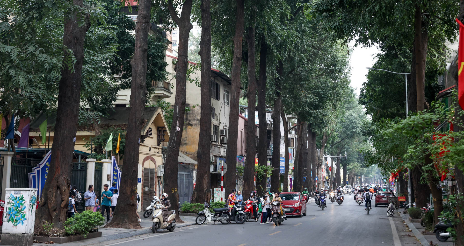 Unique 120-year-old black star trees grace Hanoi's Lo Duc Street