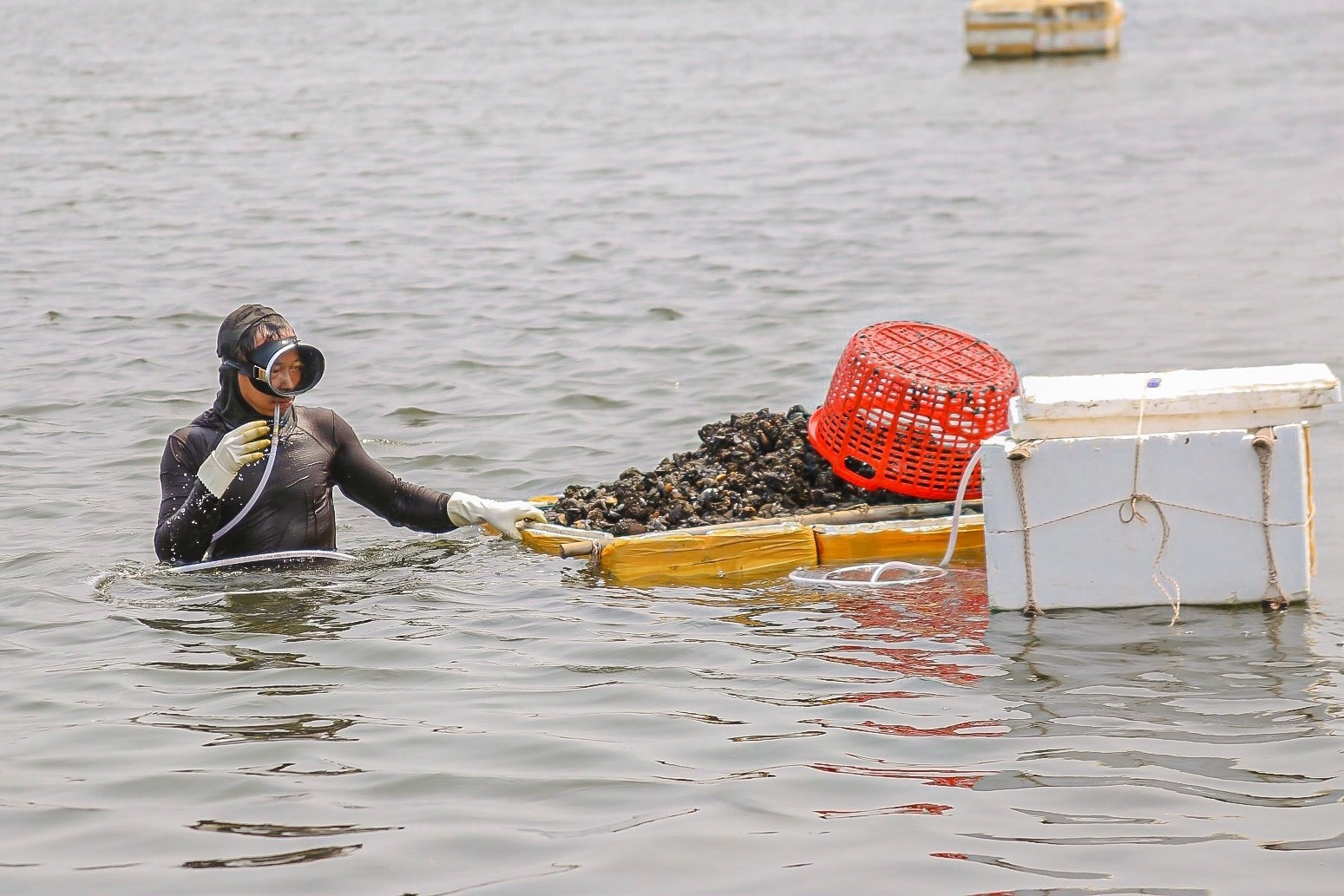 Wading in water for hours to catch mussels, farmers earn big money