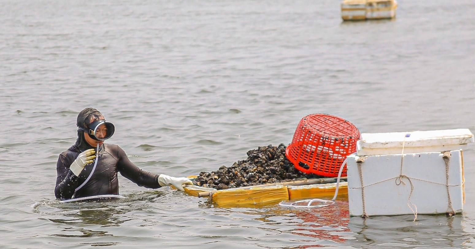 Wading in water for hours to catch mussels, farmers earn big money