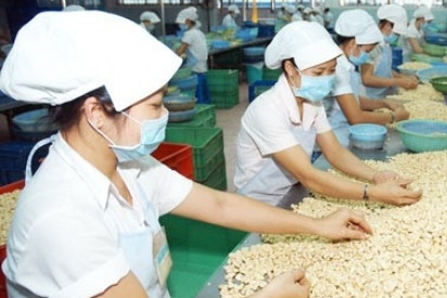 Vietnam emerges as largest importer of cashew nuts from Cambodia