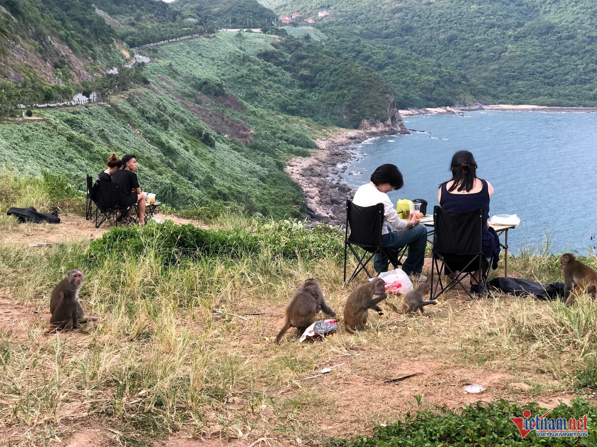 W-khỉ sơn trà_2.jpg