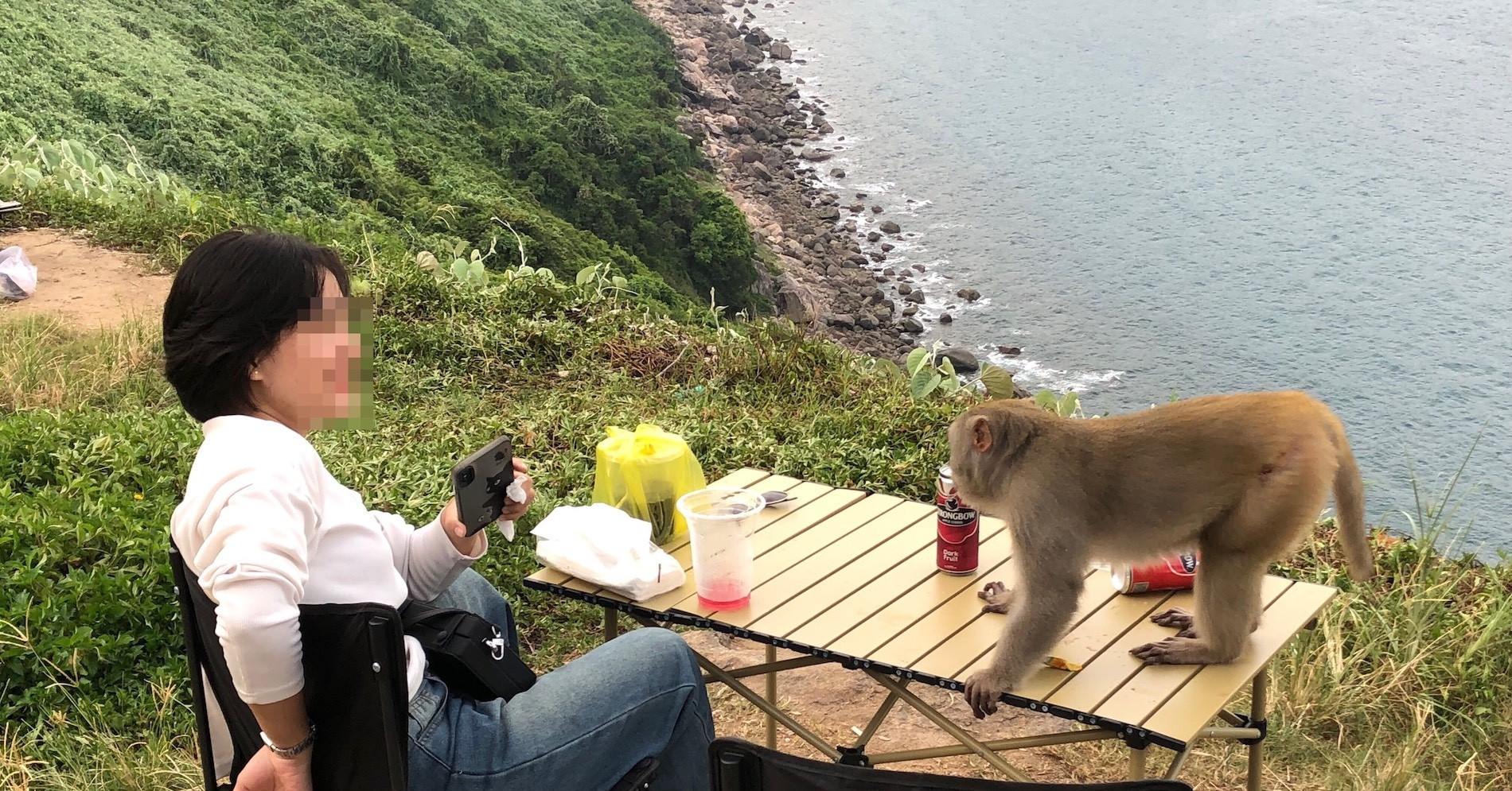 Da Nang: Son Tra monkeys turn aggressive as they demand food