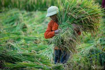 Farmers growing 'low-emissions rice' await carbon credit payments